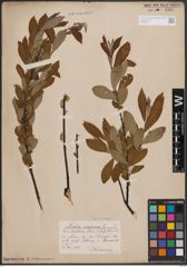 Foto von Salix cinerea L.